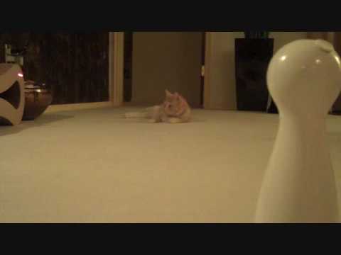 Bolt Laser Cat Toy