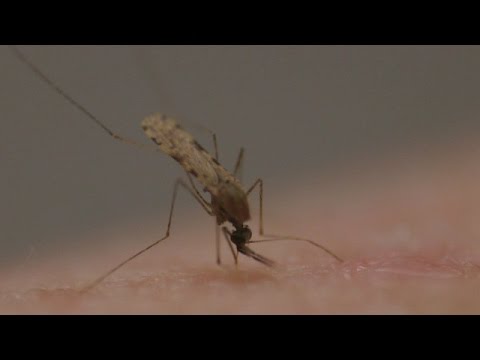 Vídeo: Fenômeno do mosquito: quanto tempo os mosquitos vivem depois de serem picados?