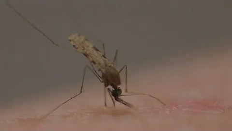 Como saber se fui picado por um mosquito da dengue?