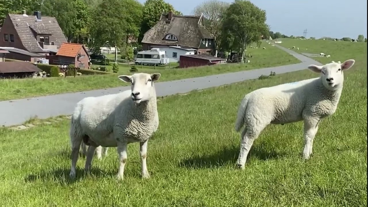 Pfarrsprengel Wilstermarsch - Pfarrpersonen mit Lust auf Land und Leute gesucht