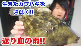 大暴れ！！元気なカワハギをさばいた結果・・・