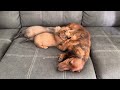 Puppies nursing