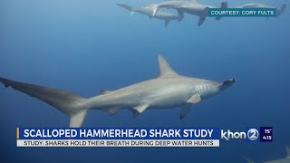 breath holding, a new discovered habit of this shark