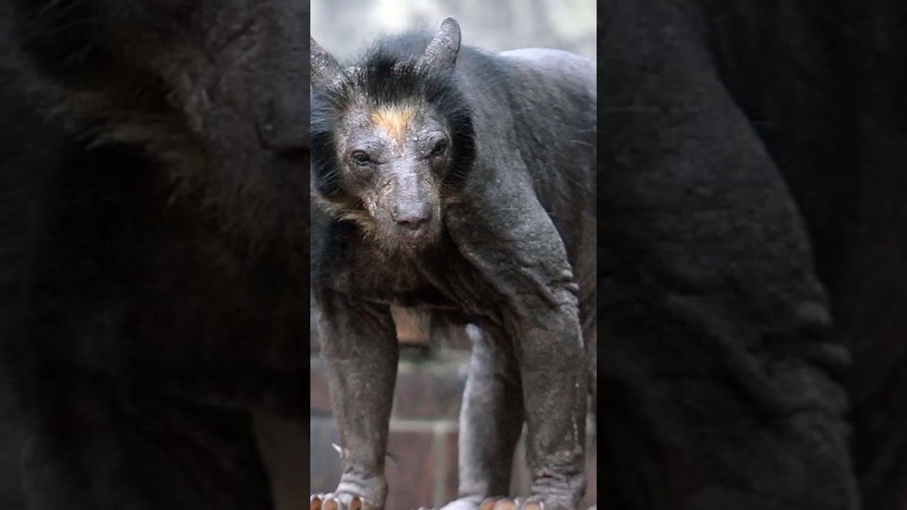 Bald Animals That Look Like Aliens!👽😱