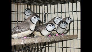 شاهد - طائر البومة فينش - Owl Finch