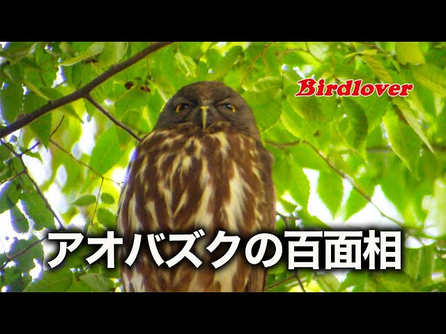今年もアオバズク来る❢ 2024.6.2 アオバズクの百面相 / Northern boobook - YouTube