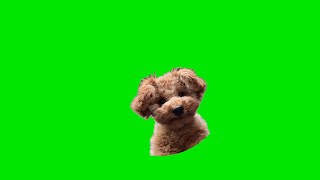 Pedro Dancing Maltese Dog Meme | Green Screen | 4K