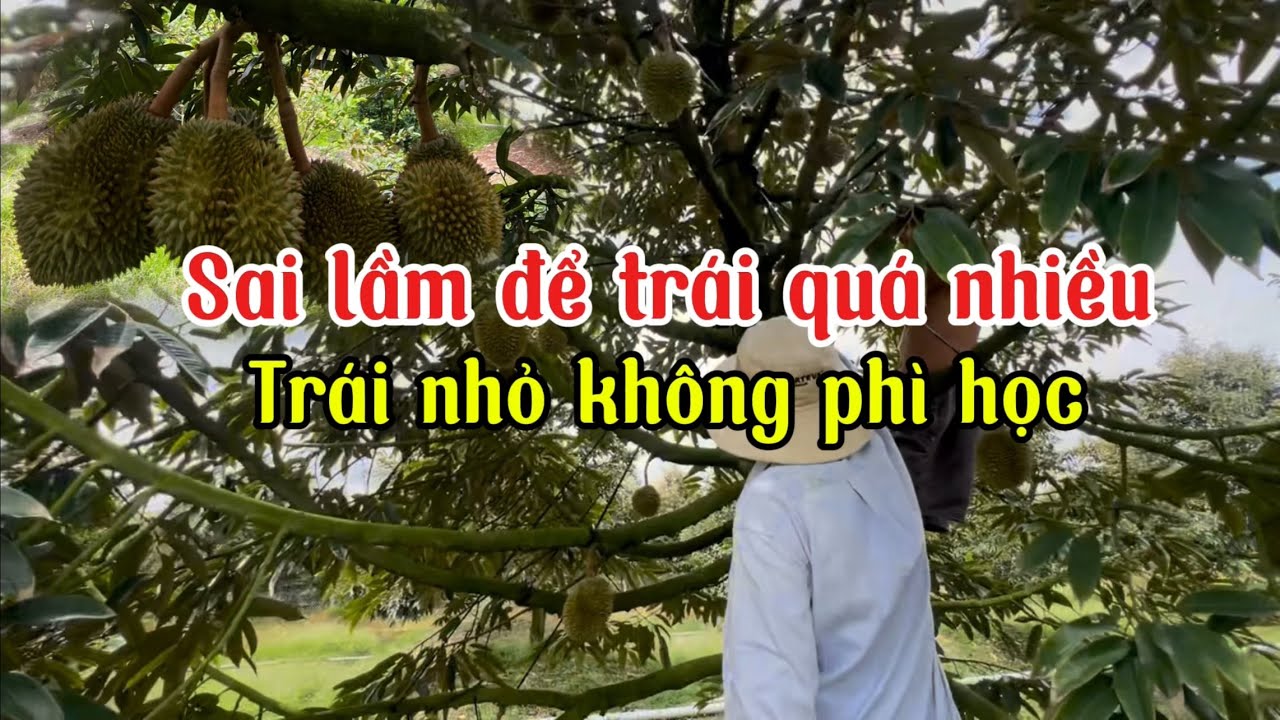 Sai lầm để trái quá nhiều trái không lớn cây cháy lá.