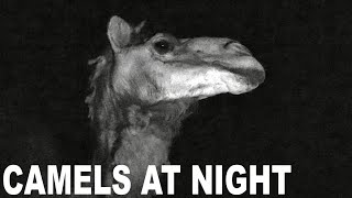 Camels At Night - Listen To Their Sounds