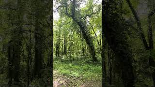 Forest bathing 😻🌳🌞 #naturelovers #naturetheraphy #dailywalk #treesaremagical #enjoynaturetoday