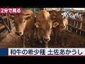 2020/9/29OA　黒毛和牛にも負けない「土佐あかうし」【2分で見るガイアの夜明け】