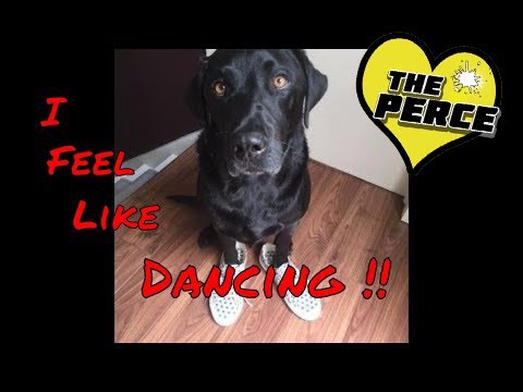 dancing lab puppy