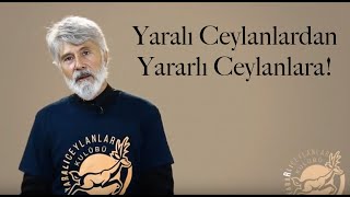 Yaralı Ceylanlardan Yararlı Ceylanlara! Resimi