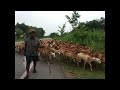 Nirvighn enjoying with sheep on the way