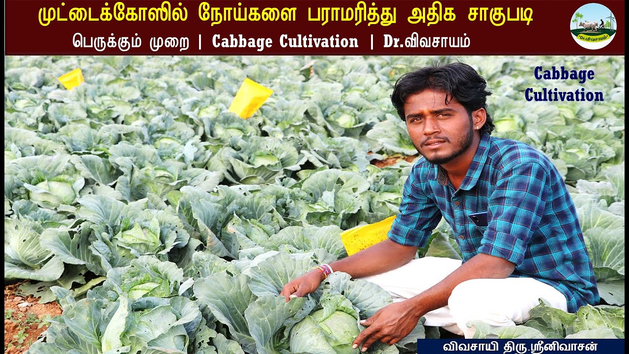 முட்டைக்கோஸில்🌱 நோய்களை பராமரித்து அதிக சாகுபடி பெருக்கும் முறை | Cabbage Cultivation | Dr.விவசாயம்