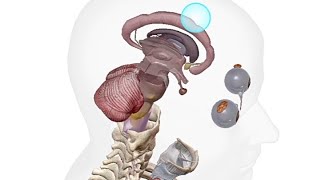 Nervous system and endocrine system 3dshortsendocrinebiology