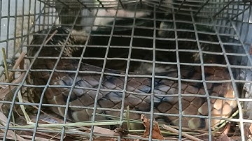 Bẫy rắn mùa khô luôn hấp dẫn hơn mùa mưa/snake trap in Vietnam