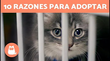 ¿Qué gatos son los menos adoptados?