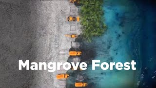 Mangrove Forest: Coastal Erosion Mitigation