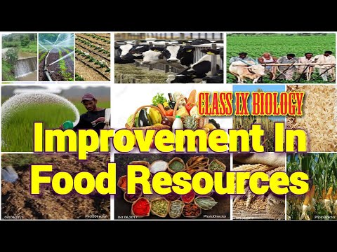 Improvement In Food