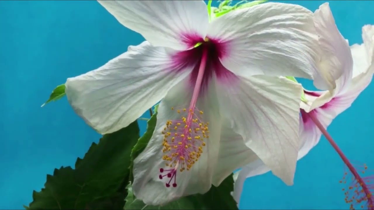 ✧ 𝐕𝐈𝐆𝐎𝐑𝐎𝐔𝐒 𝐁𝐎𝐎𝐒𝐓𝐄𝐑   full instant subliminal results ♡ Solar Subs reupload