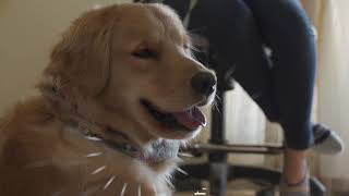 DogCare Anti-Barking Dog Collar AB-01