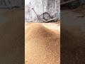 The sand screening gadget that took half a day to make is directly efficient.