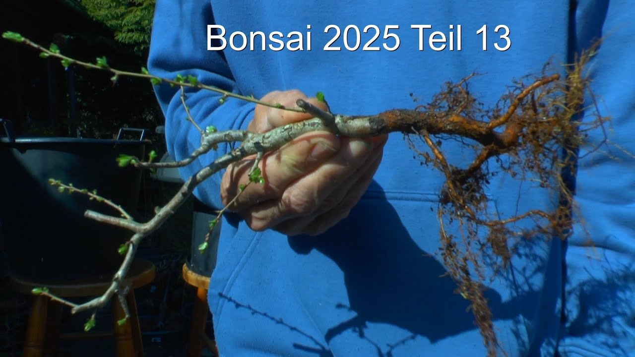 Bonsai 2025 Teil 13 Linde und Weißdorn Findlinge zum Bonsai machen