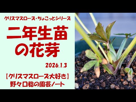 Ｈ【原種】2023年株分け苗　クリスマスローズ　花芽あり(^^) H【原種】2023年株分け苗 クリスマスローズ 花芽あり(^^)