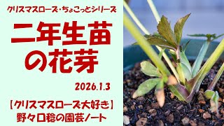 2026.1.3 二年生苗の花芽 - YouTube