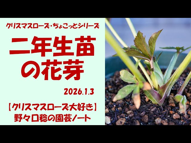 2026葉月の発芽苗■B30■クリスマスローズ 抜き苗 2026葉月の発芽苗□南56□クリスマスローズ 抜き苗 【公式通販】