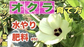 オクラの育て方【プランター】6/26〜8/16【たくさん収穫するコツ】