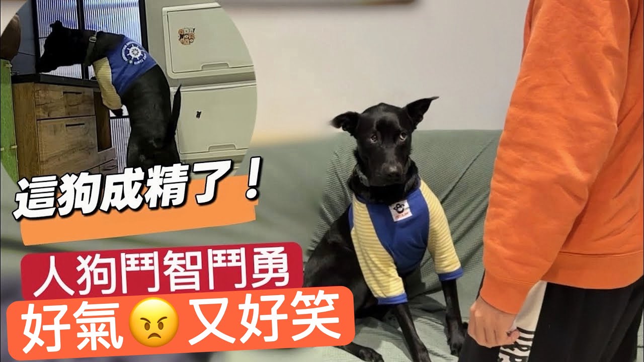 ［新住民在台灣］怎麼治偷吃貓糧的心機狗！在線等挺急的 | 偷吃貓糧的最高境界：等我們下電梯才動手🤣 縮圖