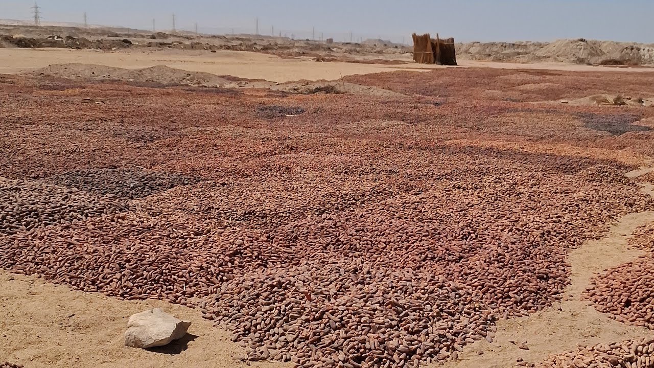 ت 1/10 فرزة بلح أسوان للمواشى والاغنام ارخص من العلف وانضف منو بسعر هدية للجميع 01119110267