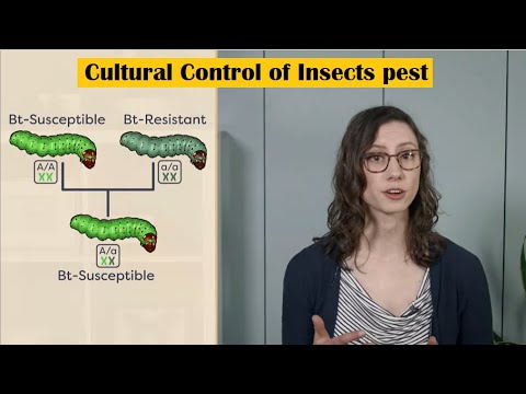 How Is Bt Toxin Effects The Ecological System Long Term