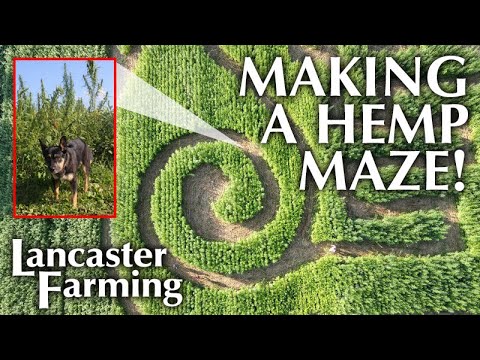 Vídeo: DIY Corn Maze – Como cultivar seu próprio labirinto de milho