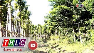 TP Lào Cai: Thiếu vườn ươm cây xanh đô thị| THLC