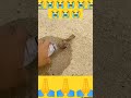 ये पंछी मरने से बच गई #virralyoutubevidio #shortsfeed #shortvideo #status #monkey #monkeydance #monk