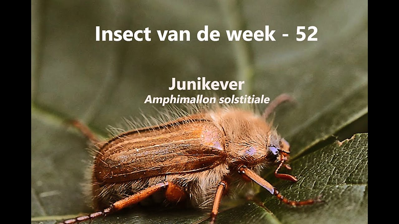 Insect van de Week 52: Junikever