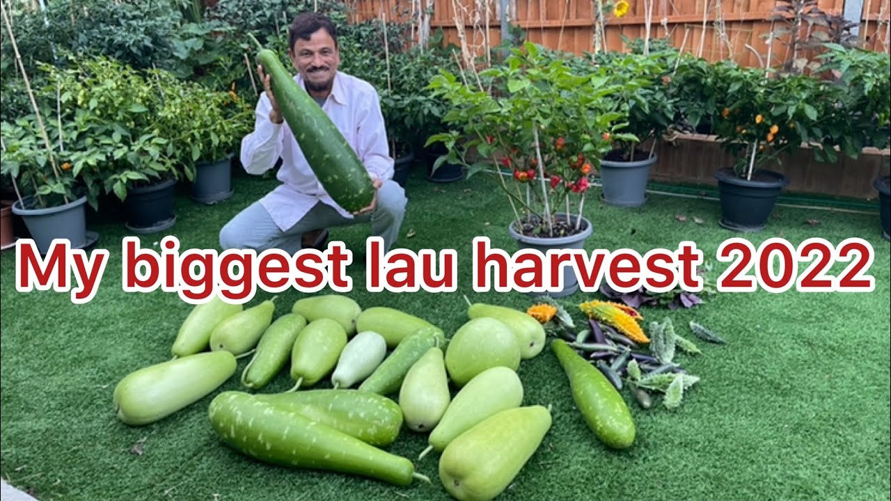 My biggest lau (bottle gourd )harvest 2022 এই বৎসর এই পর্যন্ত ৫৬ লাউ