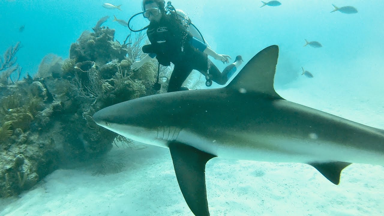 Scuba Diving in Shark Alley Grand Bahama Island YouTube