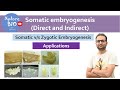 Somatic embryogenesis plant tissue culture types direct and indirect applications