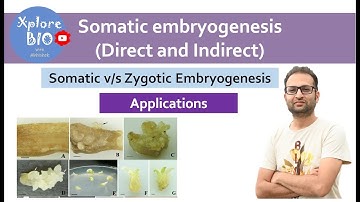 Somatic embryogenesis (plant tissue culture). Types: direct and indirect. Applications.