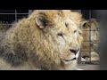 Operation Spirit of Freedom - the historic ADI mission to save wild circus animals in Peru