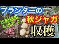 〔プランター栽培秋冬編〕④秋ジャガイモ収穫・土の比較実験結果【家庭菜園実践編】2020年11月11日～12月16日