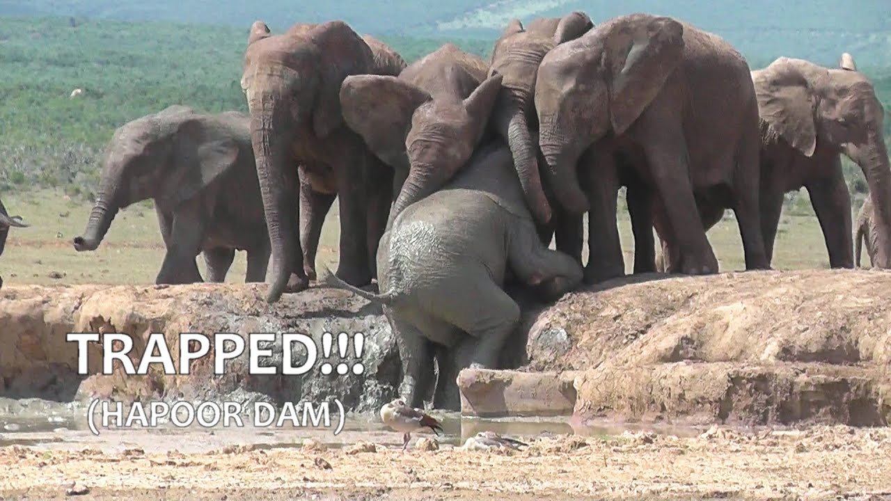 SOUTH AFRICA young elephants trapped in a waterhole (Addo Elephant national park)