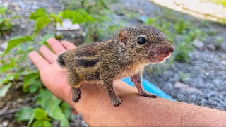 Saving a Baby chipmunk  – I always look after this chipmunk everyday ,give milk and play outside