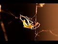 Spider. Spinne. Паук на паутине и его добыча.