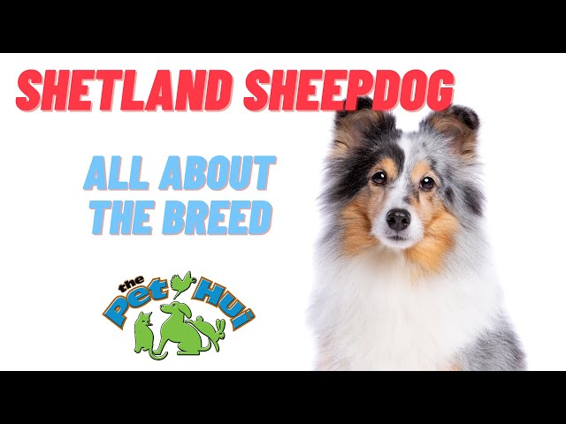 shetland sheepdog youtube