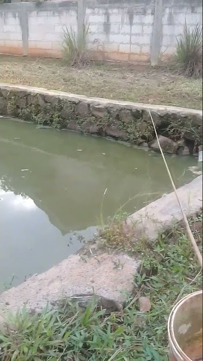Spot mancing suasana pagi di empang cuaca mendung..😎😎 #shorts #youtubeshorts #mancing